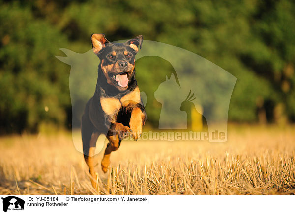 rennender Rottweiler / running Rottweiler / YJ-05184