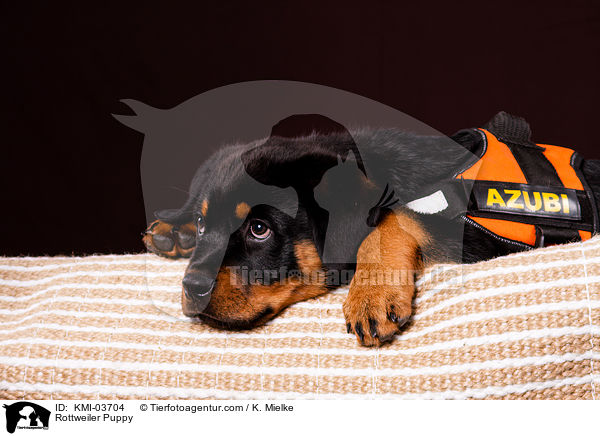 Rottweiler Welpe / Rottweiler Puppy / KMI-03704