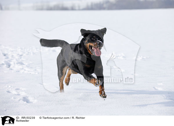 Rottweiler / RR-50239