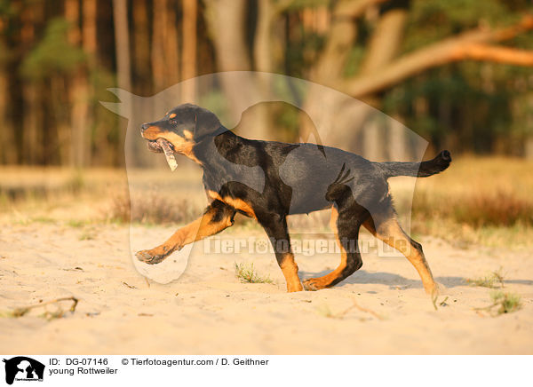 junger Rottweiler / young Rottweiler / DG-07146
