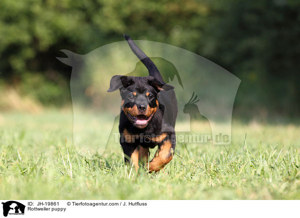 Rottweiler Welpe / Rottweiler puppy / JH-19861