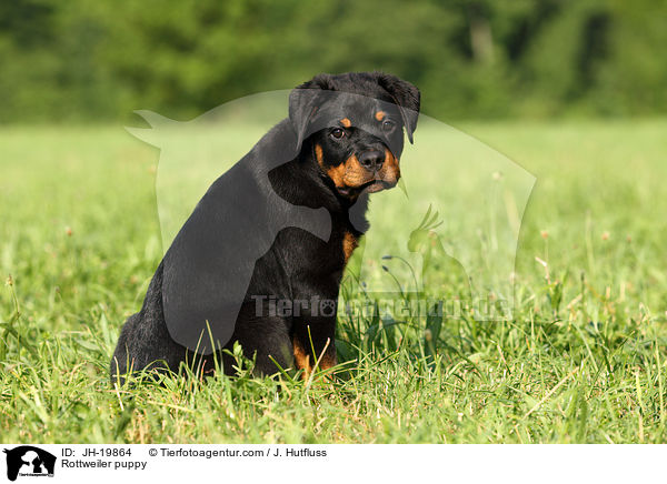 Rottweiler Welpe / Rottweiler puppy / JH-19864