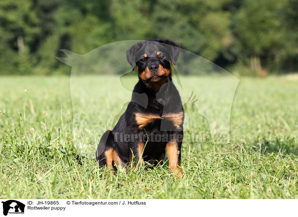 Rottweiler Welpe / Rottweiler puppy / JH-19865