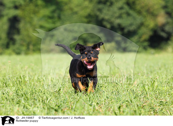 Rottweiler Welpe / Rottweiler puppy / JH-19867