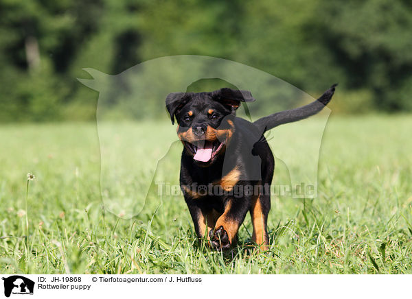 Rottweiler Welpe / Rottweiler puppy / JH-19868