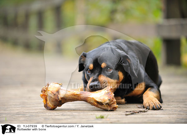 Rottweiler mit Knochen / Rottweiler with bone / YJ-07939