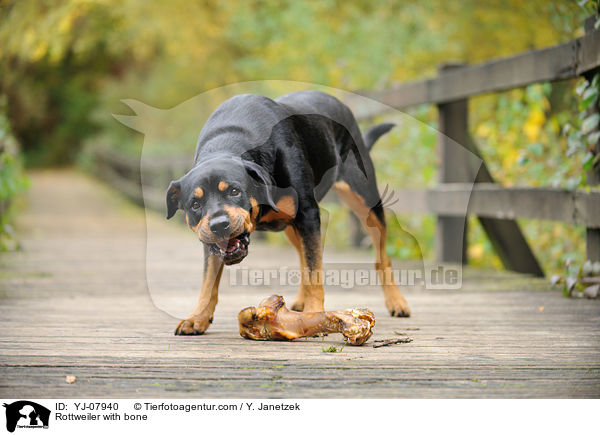 Rottweiler mit Knochen / Rottweiler with bone / YJ-07940
