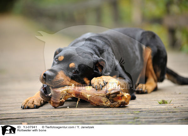 Rottweiler mit Knochen / Rottweiler with bone / YJ-07941