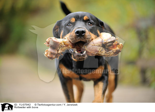 Rottweiler mit Knochen / Rottweiler with bone / YJ-07942