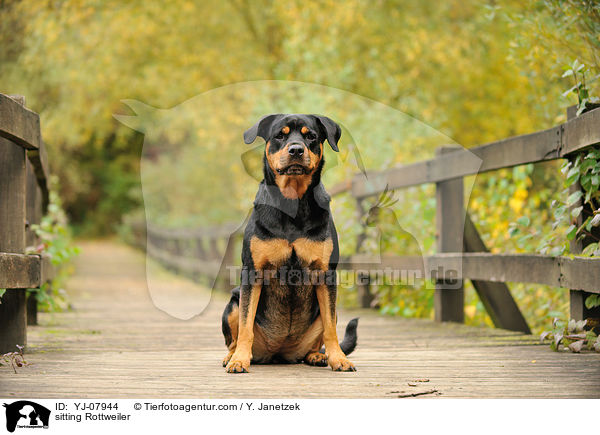 sitzender Rottweiler / sitting Rottweiler / YJ-07944