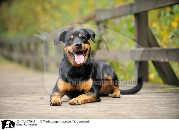 liegender Rottweiler / lying Rottweiler / YJ-07947
