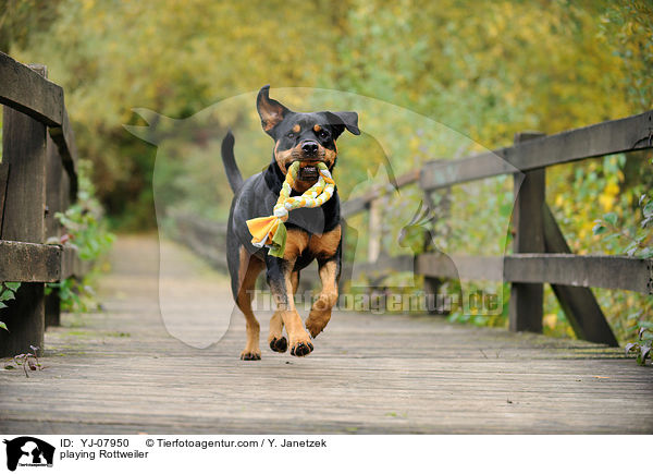 spielender Rottweiler / playing Rottweiler / YJ-07950