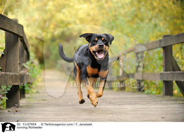 rennender Rottweiler / running Rottweiler / YJ-07954