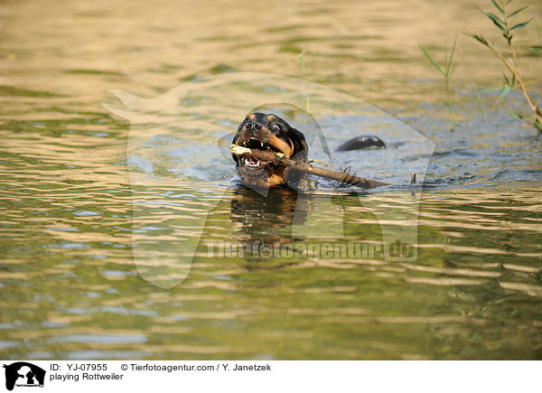 spielender Rottweiler / playing Rottweiler / YJ-07955