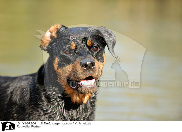 Rottweiler Portrait / Rottweiler Portrait / YJ-07964