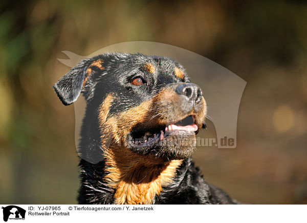 Rottweiler Portrait / Rottweiler Portrait / YJ-07965