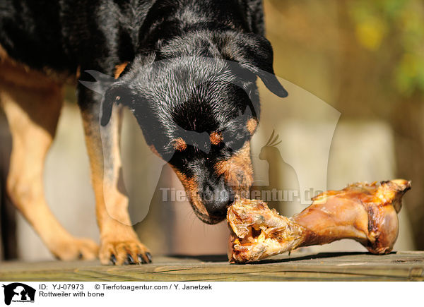 Rottweiler mit Knochen / Rottweiler with bone / YJ-07973