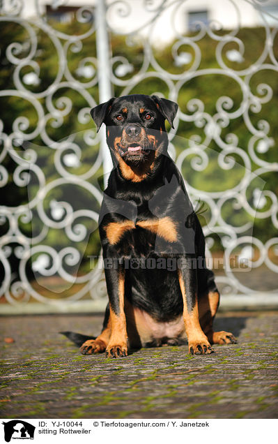 sitzender Rottweiler / sitting Rottweiler / YJ-10044