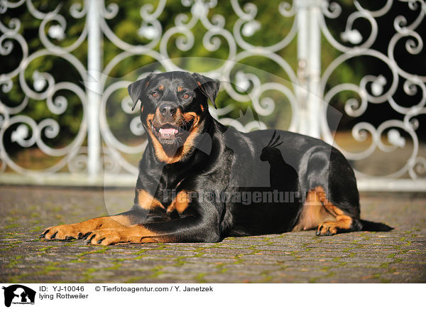 liegender Rottweiler / lying Rottweiler / YJ-10046