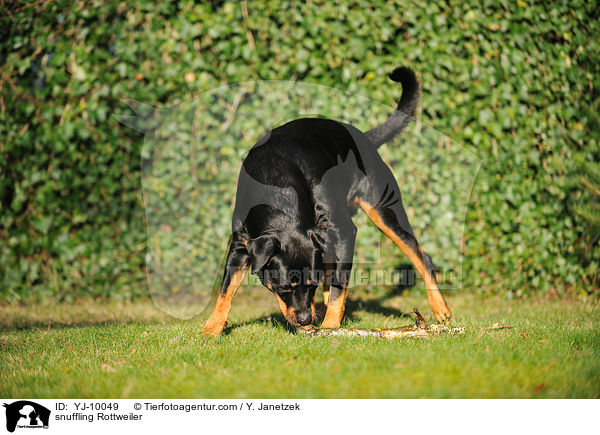 schnuppernder Rottweiler / snuffling Rottweiler / YJ-10049