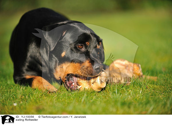 fressender Rottweiler / eating Rottweiler / YJ-10056