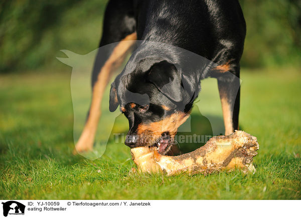 fressender Rottweiler / eating Rottweiler / YJ-10059