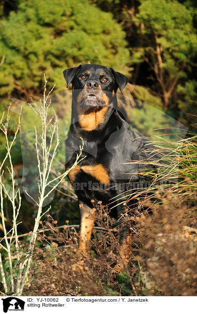 sitzender Rottweiler / sitting Rottweiler / YJ-10062