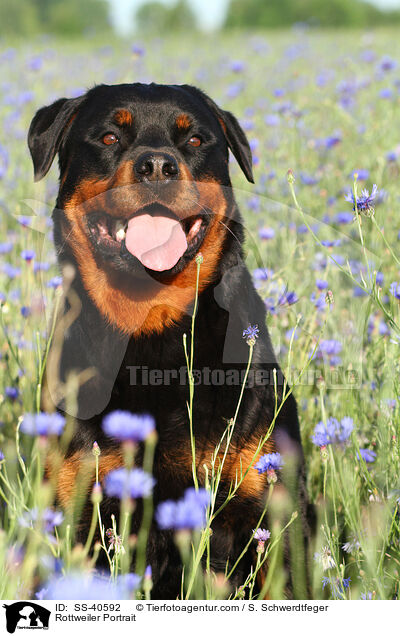 Rottweiler Portrait / Rottweiler Portrait / SS-40592