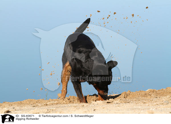 buddelnder Rottweiler / digging Rottweiler / SS-40671