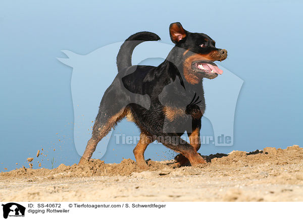 buddelnder Rottweiler / digging Rottweiler / SS-40672