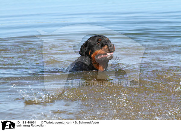 schwimmender Rottweiler / swimming Rottweiler / SS-40691
