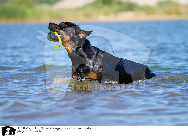 spielender Rottweiler / playing Rottweiler / IF-12081