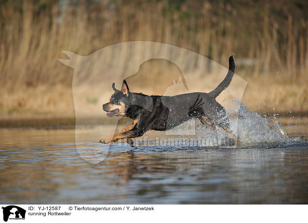 rennender Rottweiler / running Rottweiler / YJ-12587