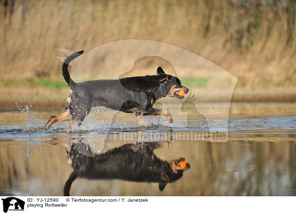 spielender Rottweiler / playing Rottweiler / YJ-12590