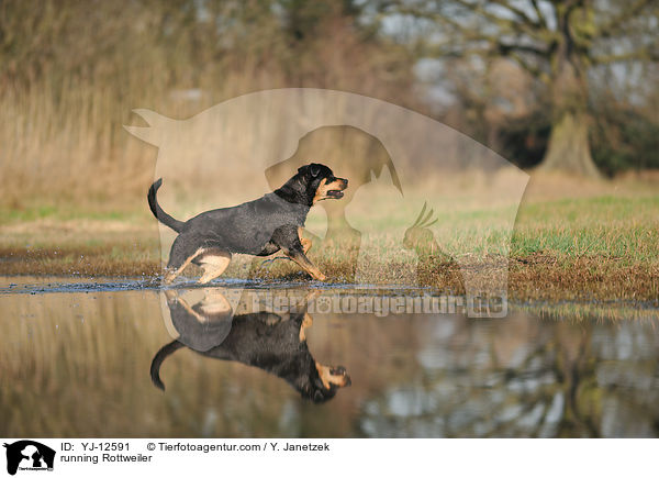 rennender Rottweiler / running Rottweiler / YJ-12591