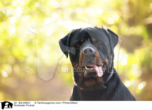 Rottweiler Portrait / Rottweiler Portrait / BS-06801