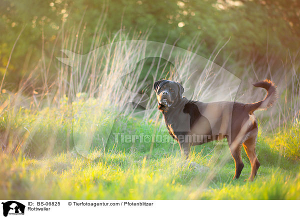 Rottweiler / Rottweiler / BS-06825