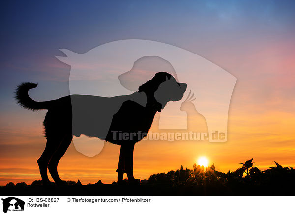 Rottweiler / Rottweiler / BS-06827