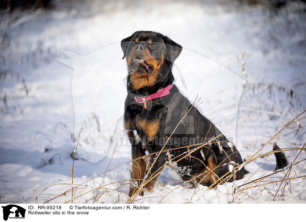 Rottweiler sitzt im Schnee / Rottweiler sits in the snow / RR-99218