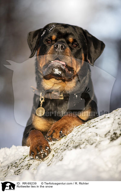 Rottweiler liegt im Schnee / Rottweiler lies in the snow / RR-99239
