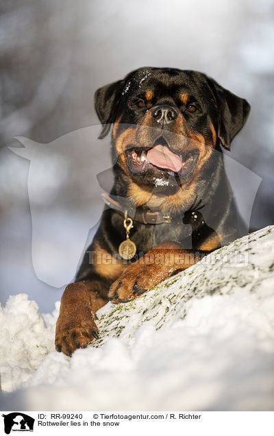 Rottweiler liegt im Schnee / Rottweiler lies in the snow / RR-99240