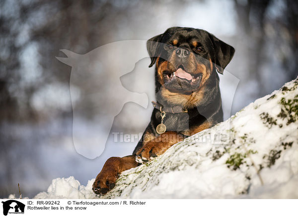 Rottweiler liegt im Schnee / Rottweiler lies in the snow / RR-99242