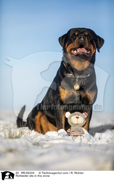 Rottweiler sitzt im Schnee / Rottweiler sits in the snow / RR-99244
