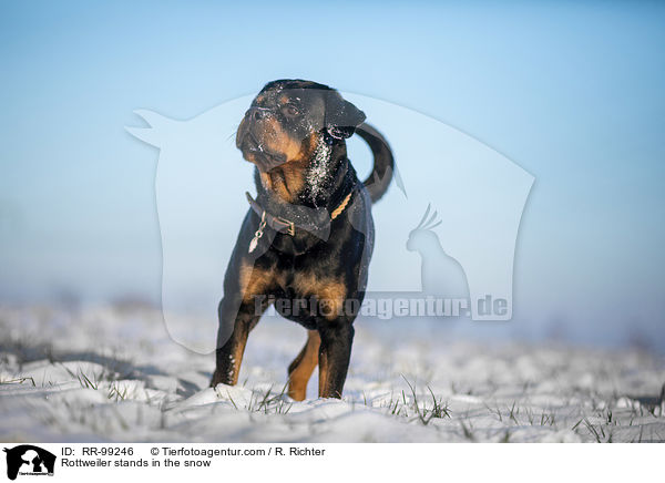 Rottweiler steht im Schnee / Rottweiler stands in the snow / RR-99246