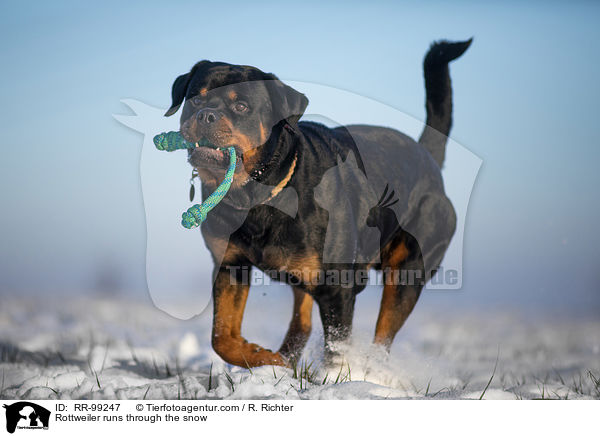 Rottweiler rennt durch den Schnee / Rottweiler runs through the snow / RR-99247
