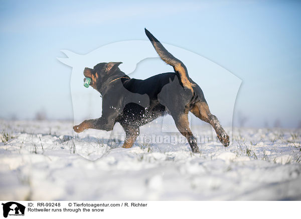Rottweiler rennt durch den Schnee / Rottweiler runs through the snow / RR-99248