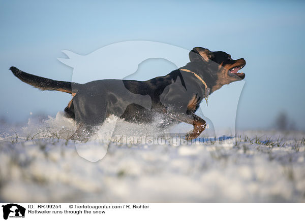 Rottweiler rennt durch den Schnee / Rottweiler runs through the snow / RR-99254