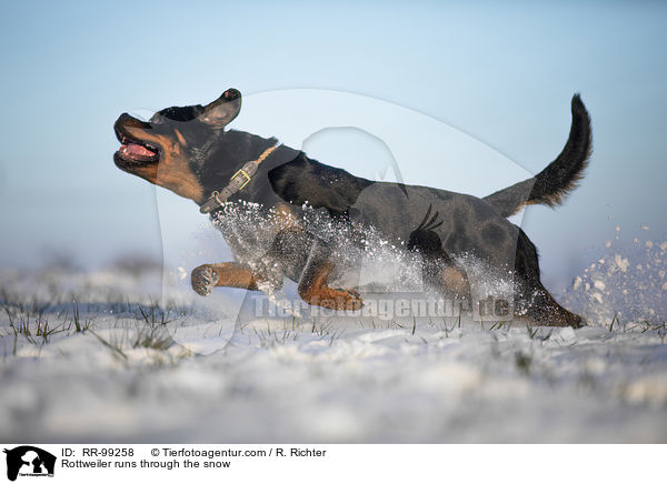 Rottweiler rennt durch den Schnee / Rottweiler runs through the snow / RR-99258
