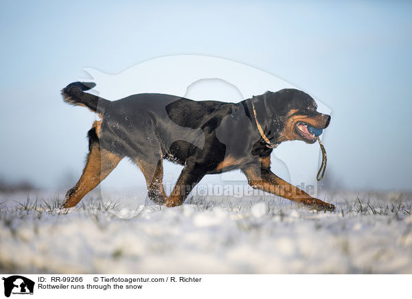 Rottweiler rennt durch den Schnee / Rottweiler runs through the snow / RR-99266