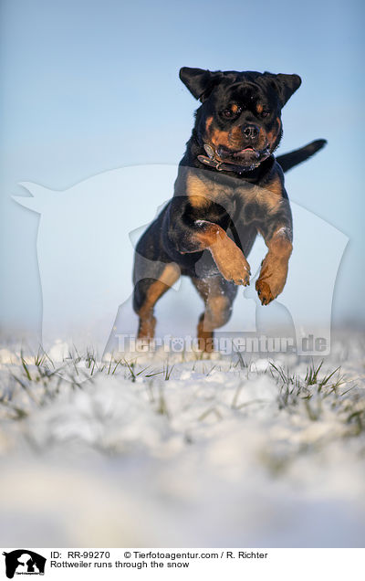 Rottweiler rennt durch den Schnee / Rottweiler runs through the snow / RR-99270